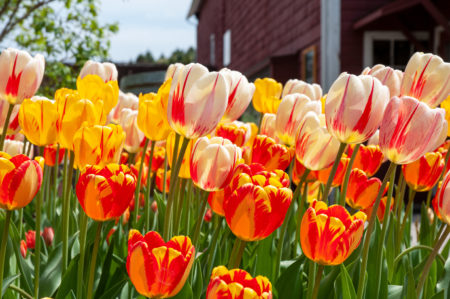 Colorblends Wholesale Flower Bulbs Tulips And Daffodils For Fall