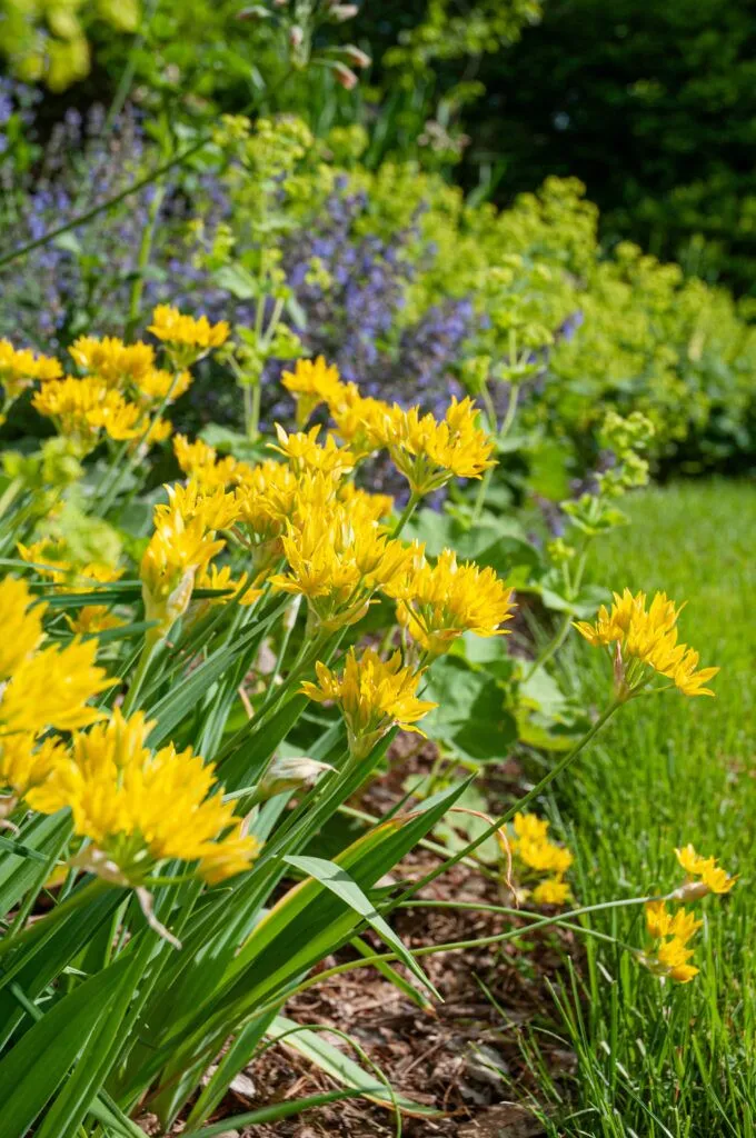croton plant soil Croton – Liberty Landscape Supply main image 1