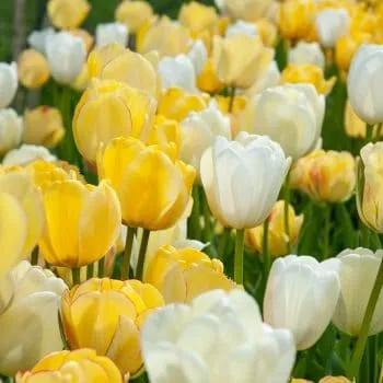 Lemony Remedy Tulip Bulbs from Colorblends