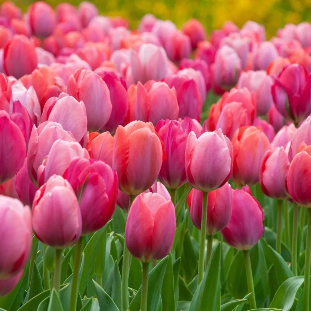Shocks and Struts Tulip Blend from Colorblends