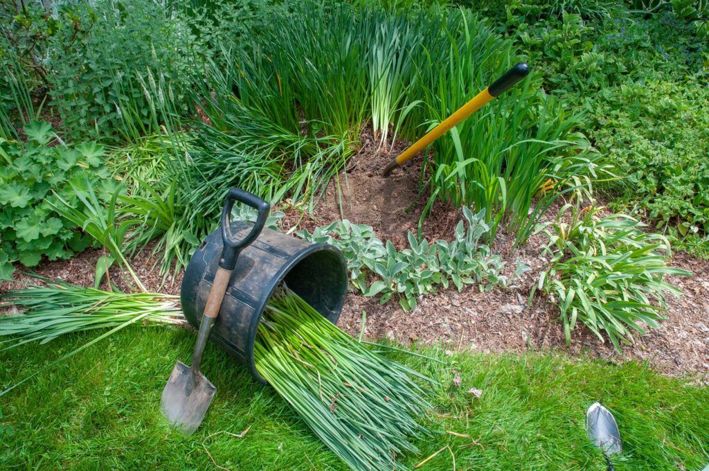 Dividing Daffodils Tips