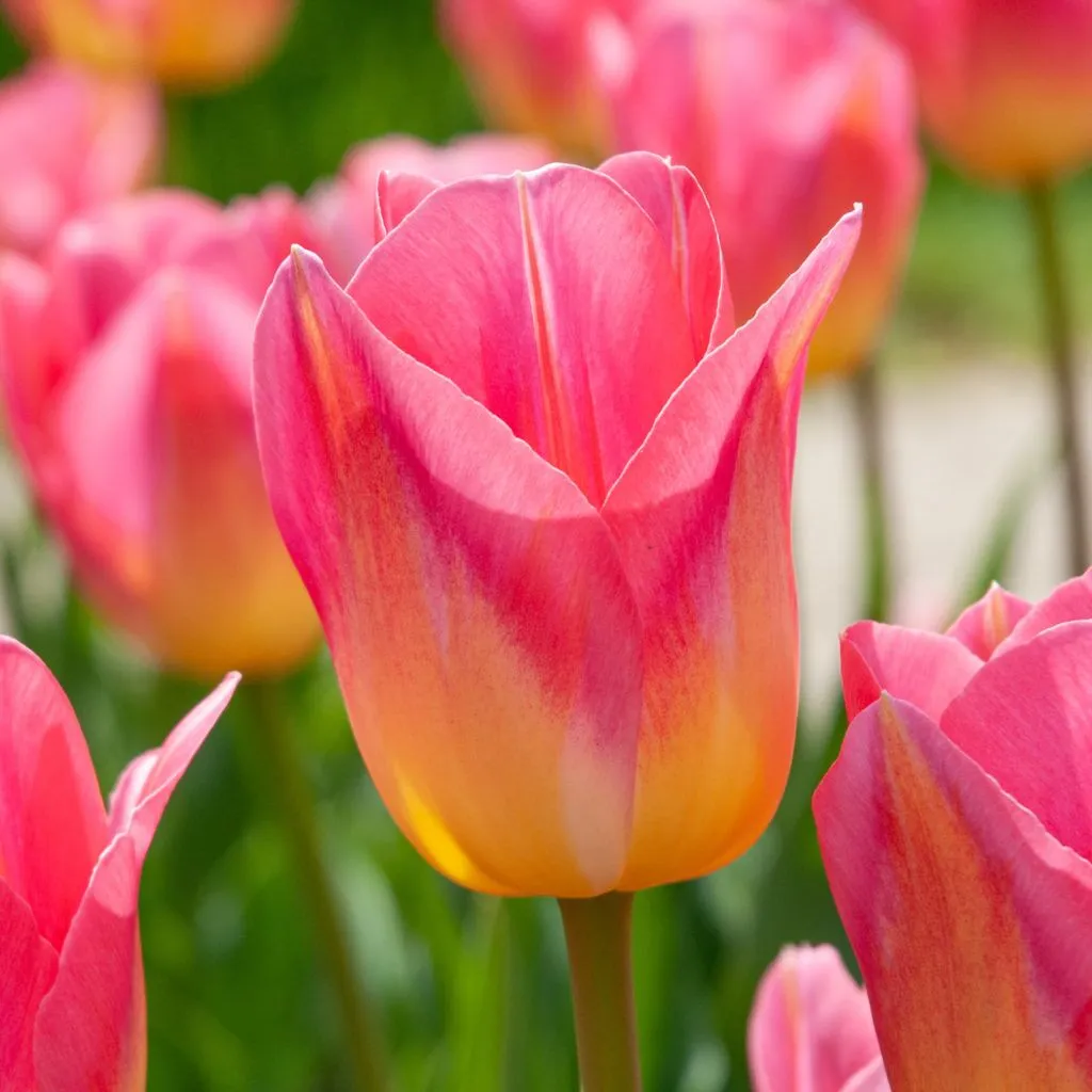 Tom Pouce Tulips from Colorblends