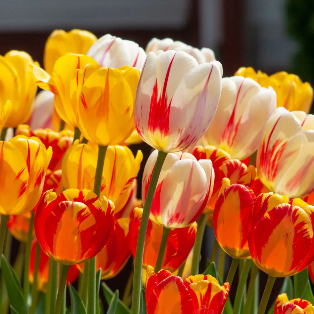 Torch Song Tulip from Colorblends