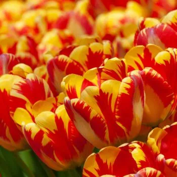 Banja Luka Tulips from Colorblends