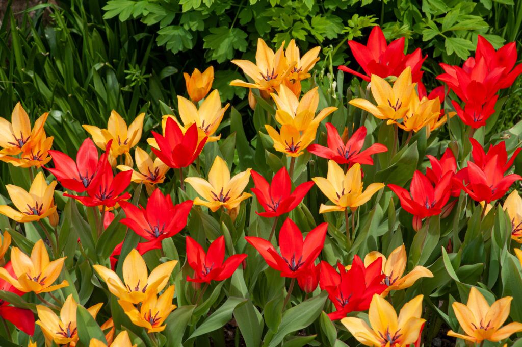 Wildfyre Tulip with sun