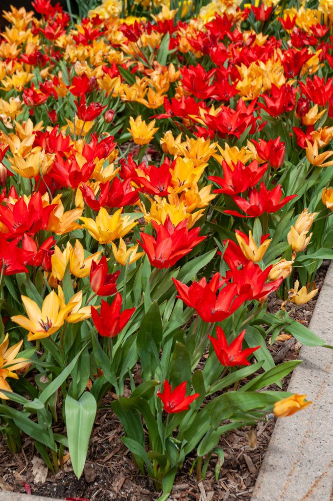 Wildfyre Tulip in garden