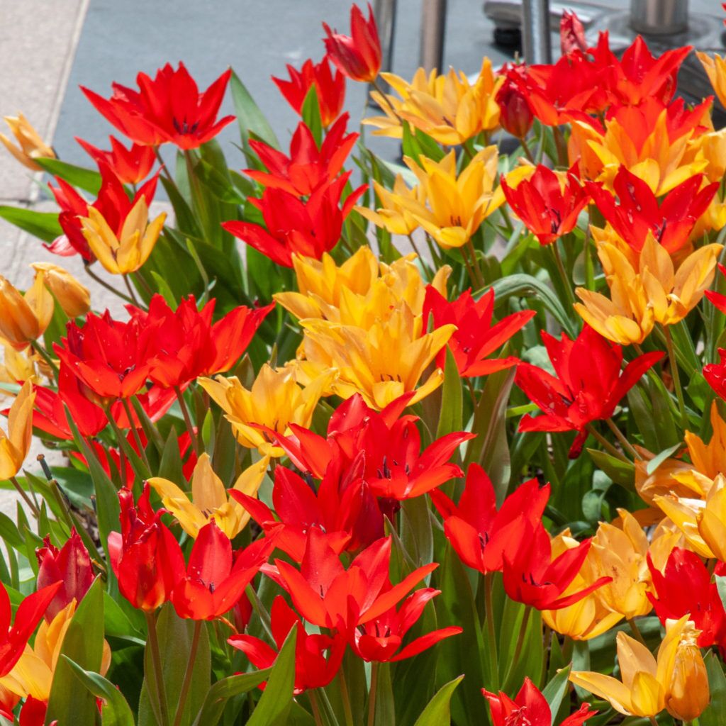 Wildfyre Tulip from Colorblends