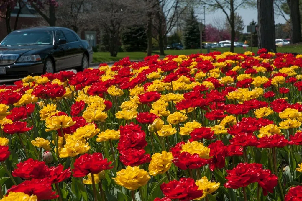 Binary Fusion Tulip in garden