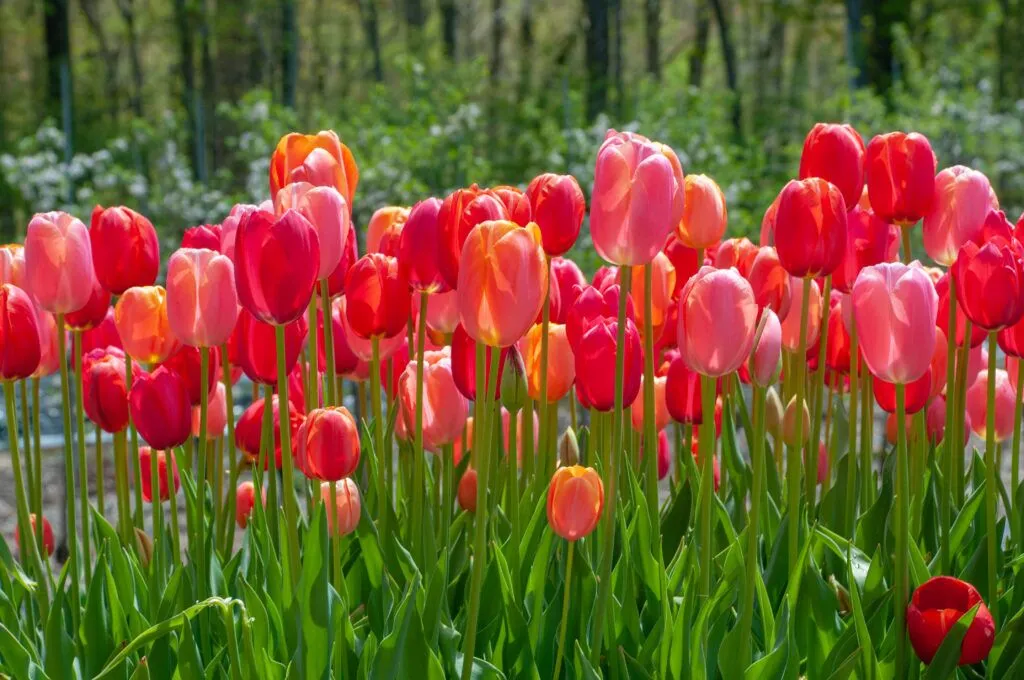 French Blend Rose Tulips in the garden