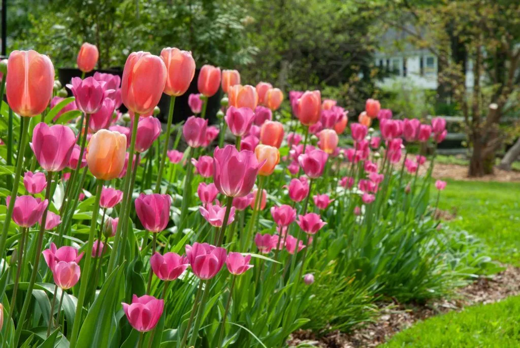 Sherbet Tulip border
