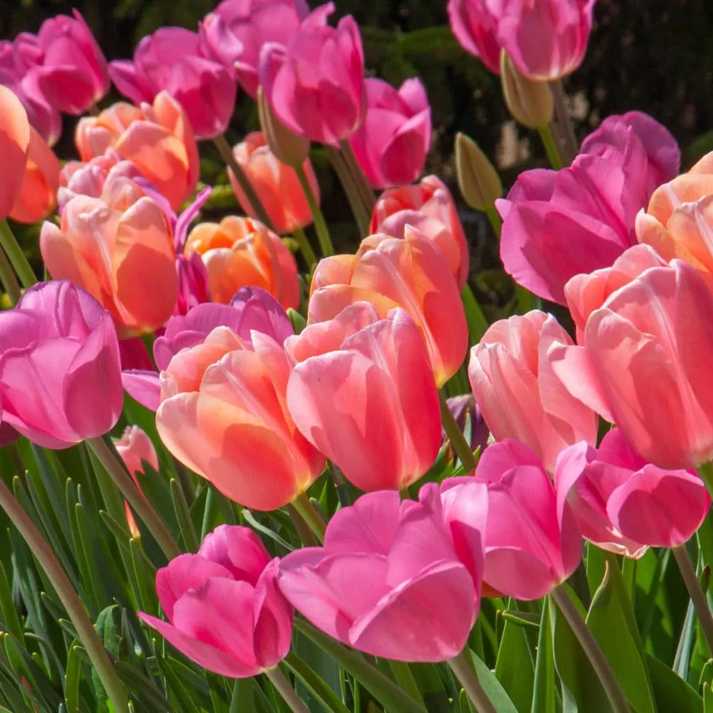 Sherbet Tulip from Colorblends