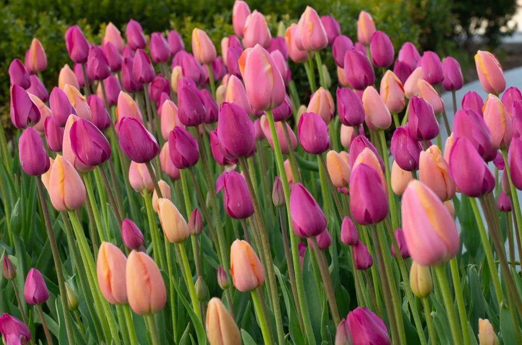 Sherbet Tulip close up