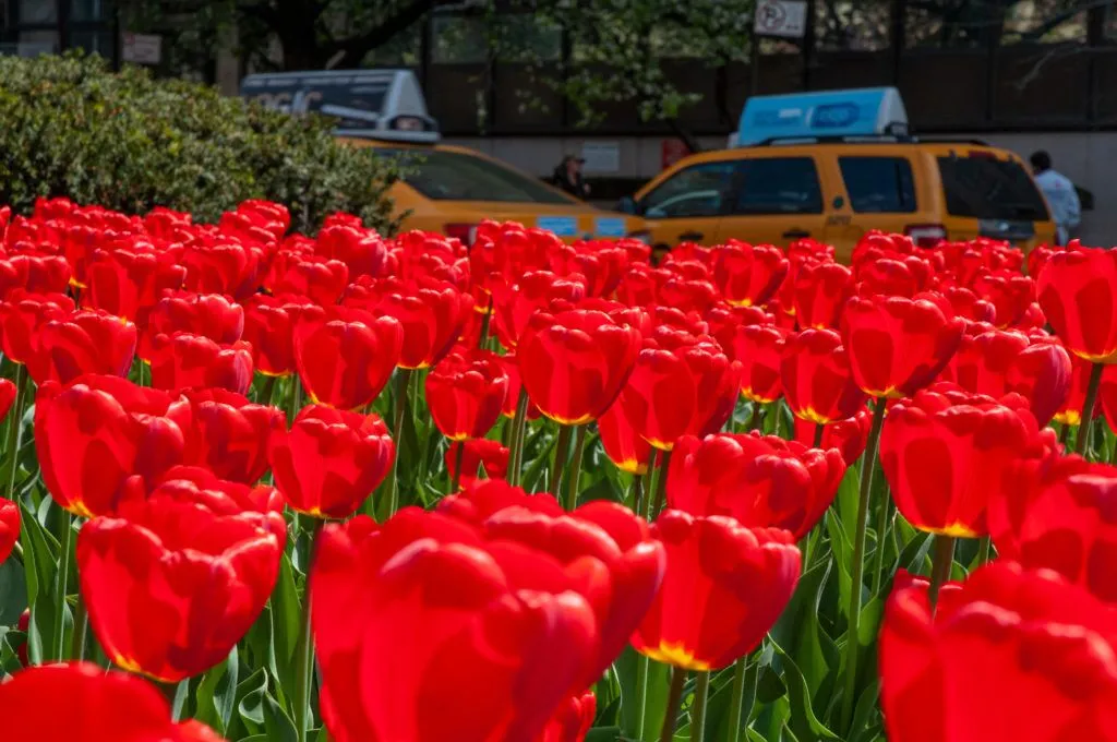 Red tulips