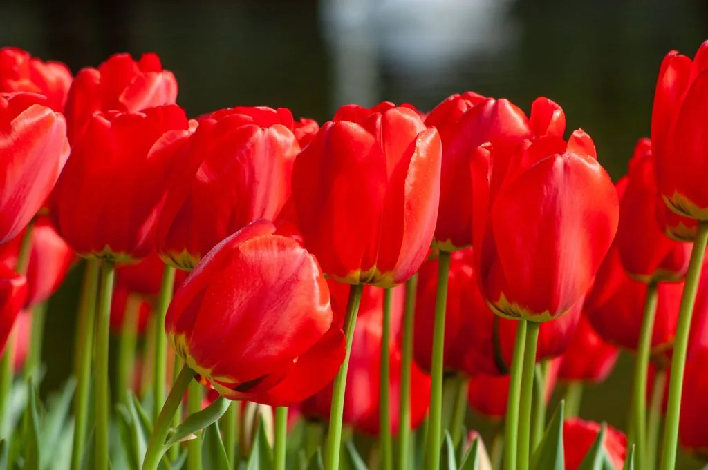 More red tulips