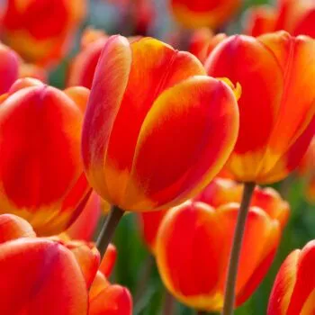 Best Red-Yellow Tulips from Colorblends