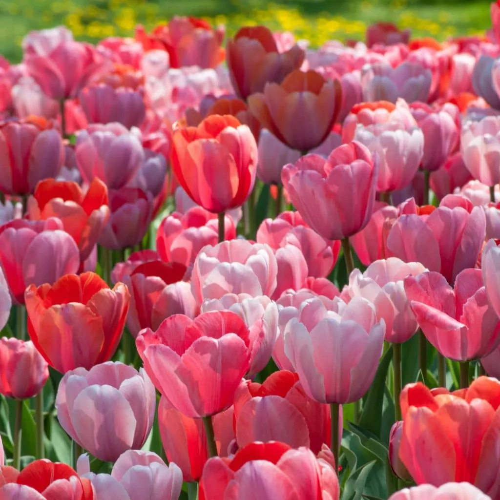 Chardonnay Tulip from Colorblends
