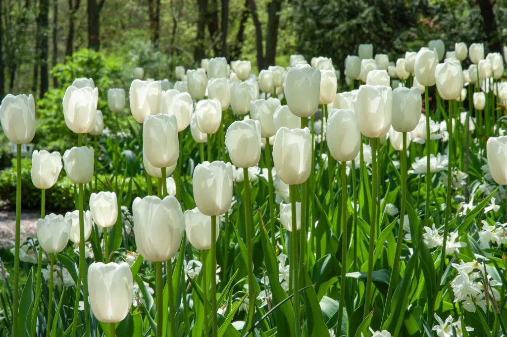 Maureen Tulips in garden
