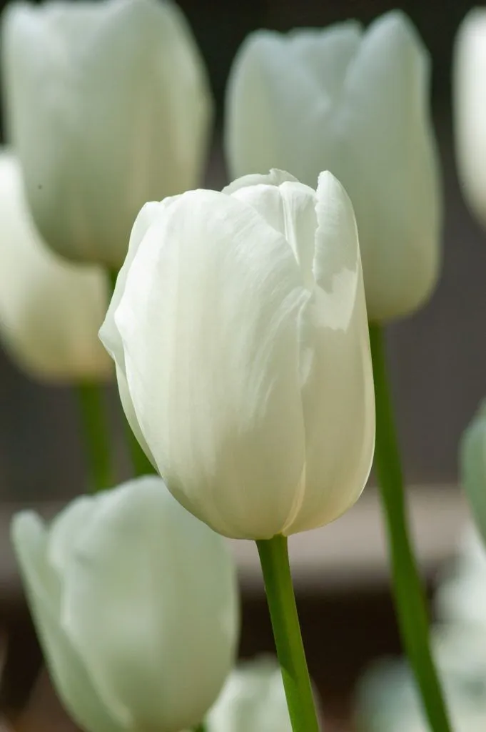 Maureen Tulips close up