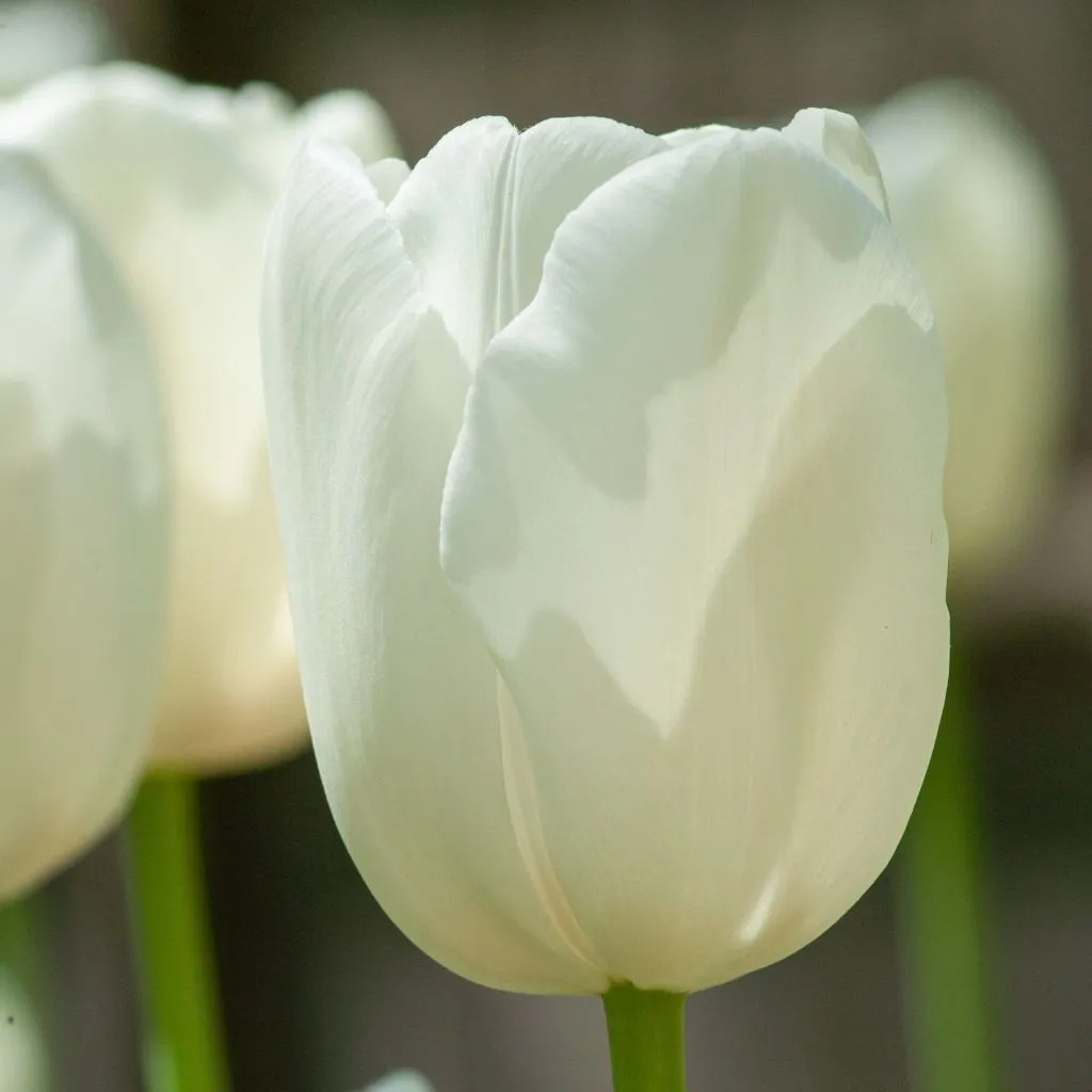 Maureen Tulips from Colorblends