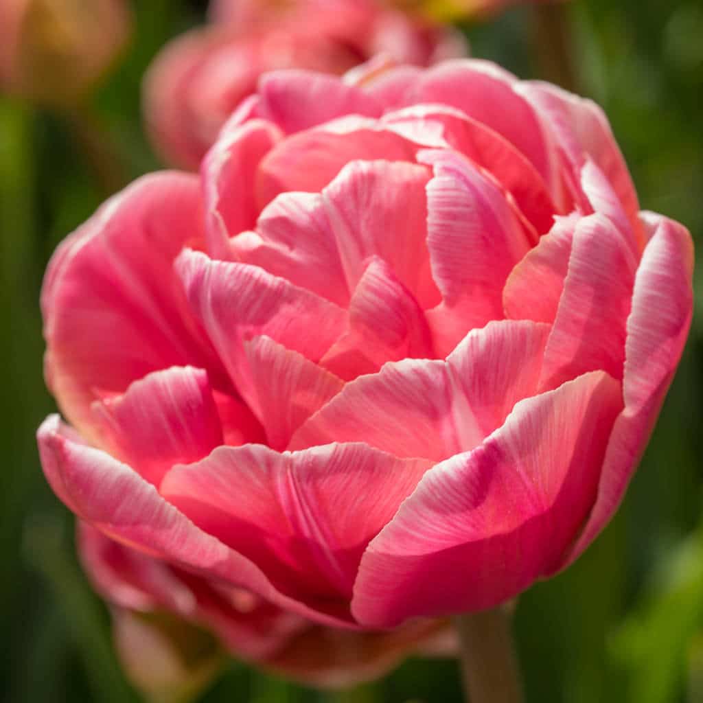 Aveyron Tulips from Colorblends