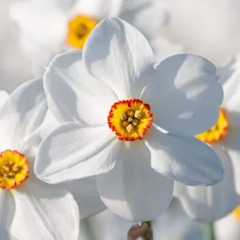 Actaea Daffodils from Colorblends