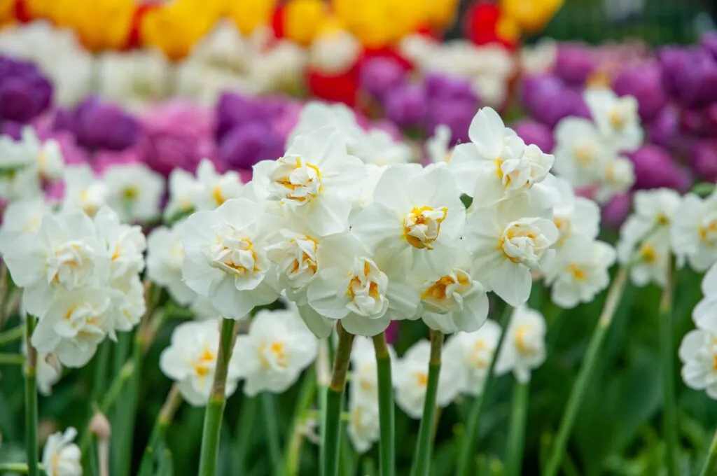 Cheerfulness Daffodils in garden