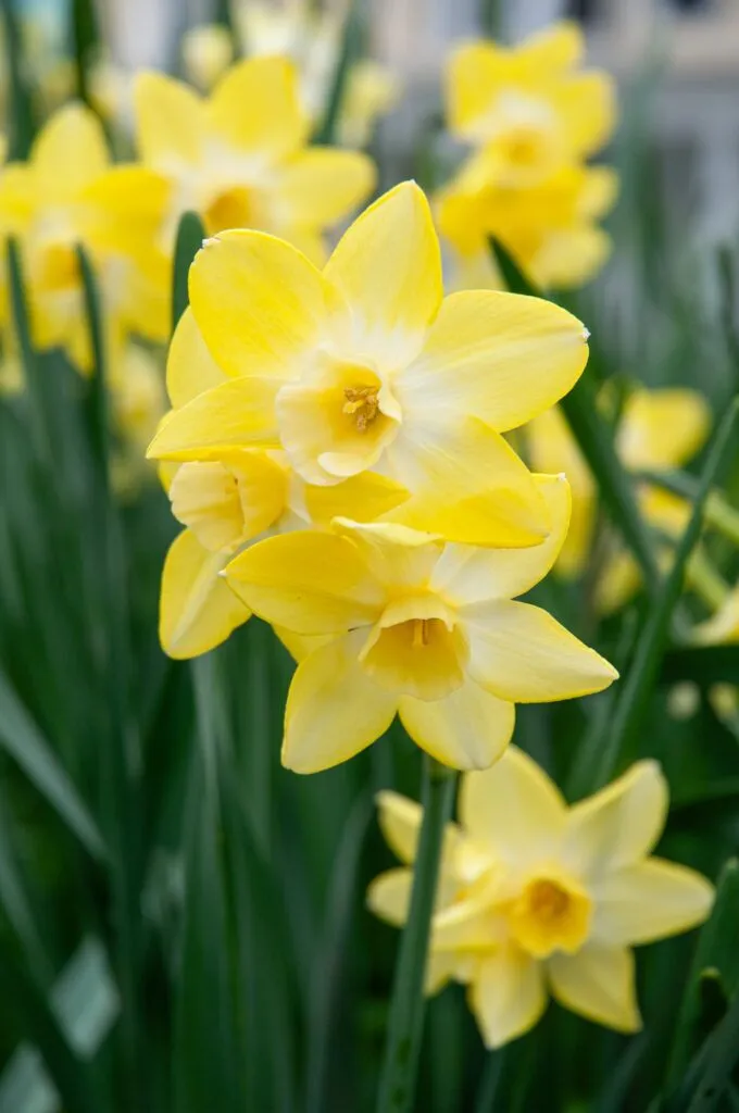 Pipit Daffodils close up