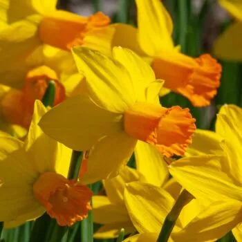 Daffodil Jetfire from Colorblends