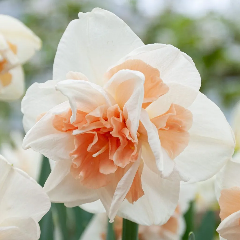Delnashaugh Daffodils from Colorblends