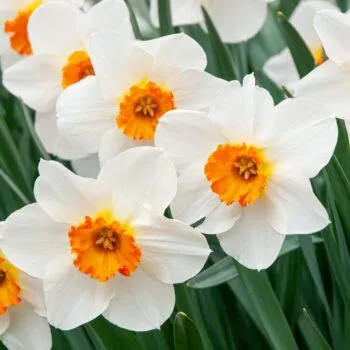 Barrett Browning Daffodils from Colorblends