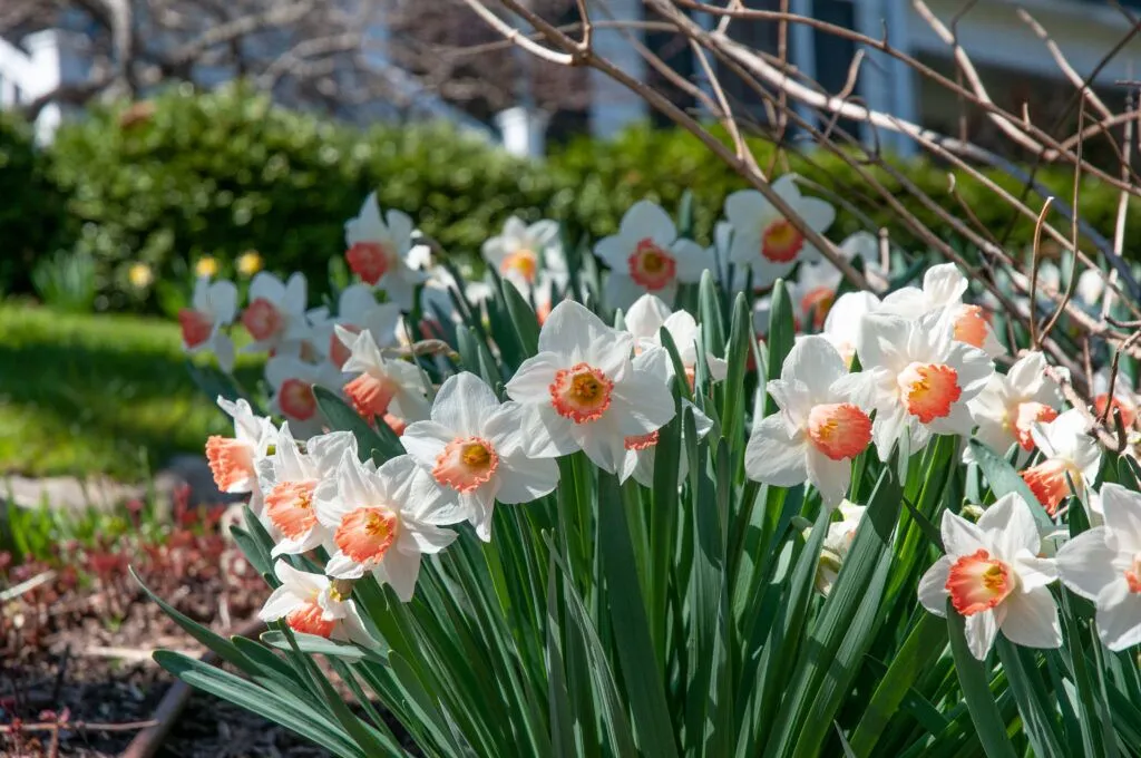 Pink Charm Daffodils in sun