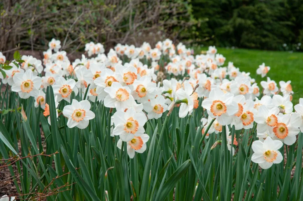 Pink Charm Daffodils in garden