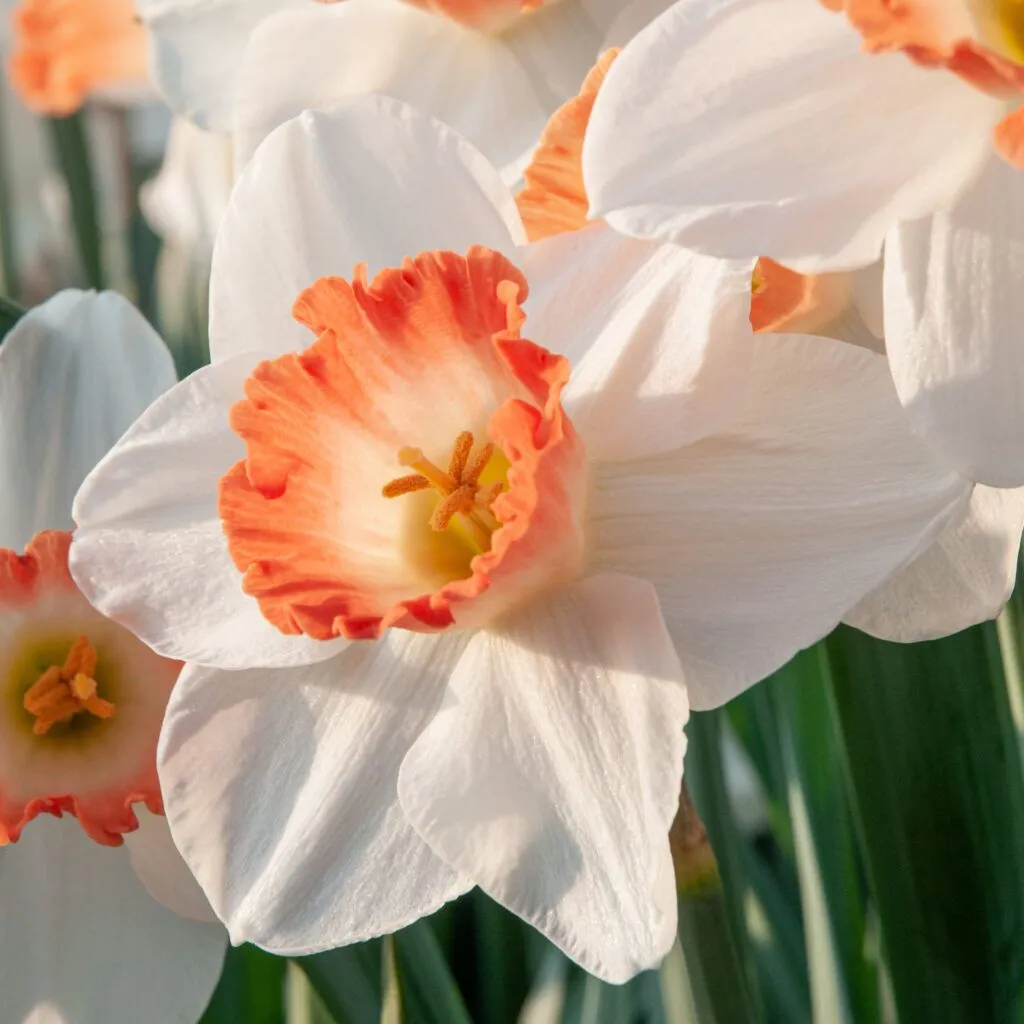 Pink Charm Daffodils from Colorblends