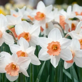Accent Daffodils from Colorblends