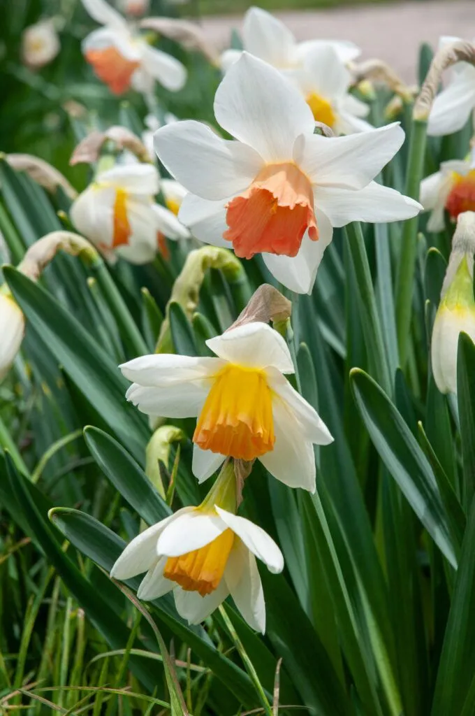 White daffodils with a pink cup, Daffodil Accent from Colorblends.