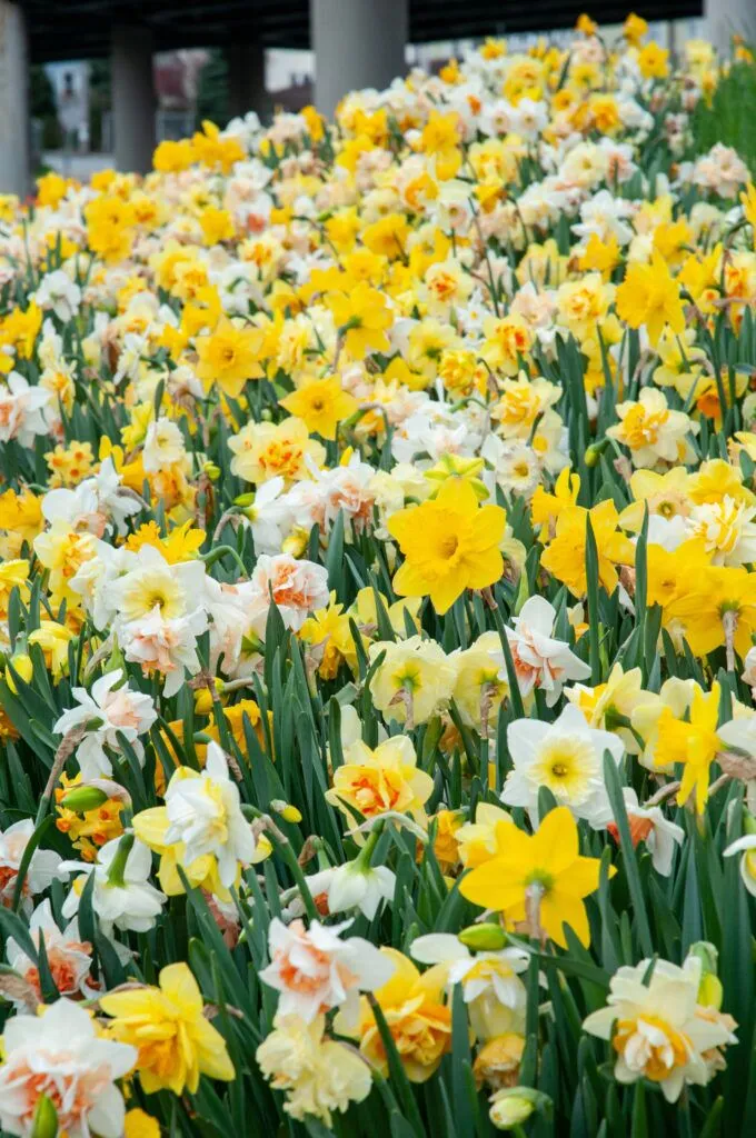 Top daffodils from Colorblends