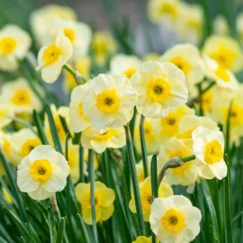 Sun Disc Daffodils from Colorblends