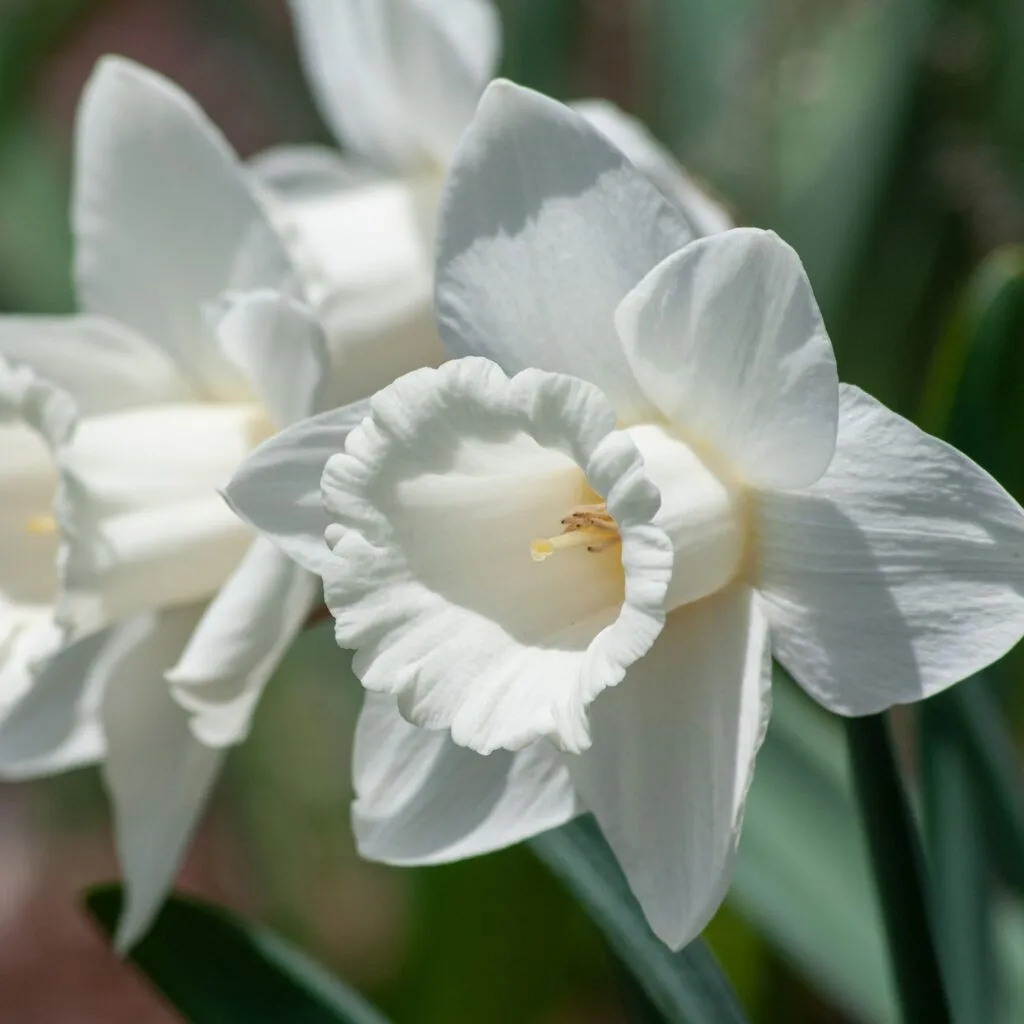 Mount Hood Daffodils from Colorblends