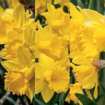 3D Daffodil from Colorblends