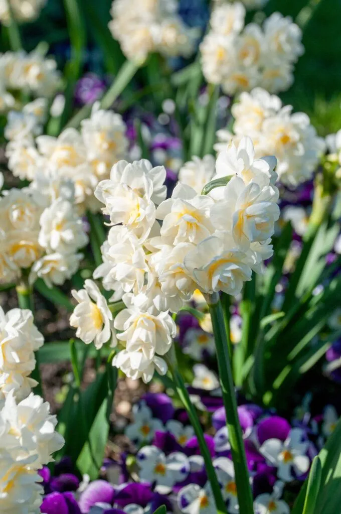 Erlicheer Daffodils in sunlight