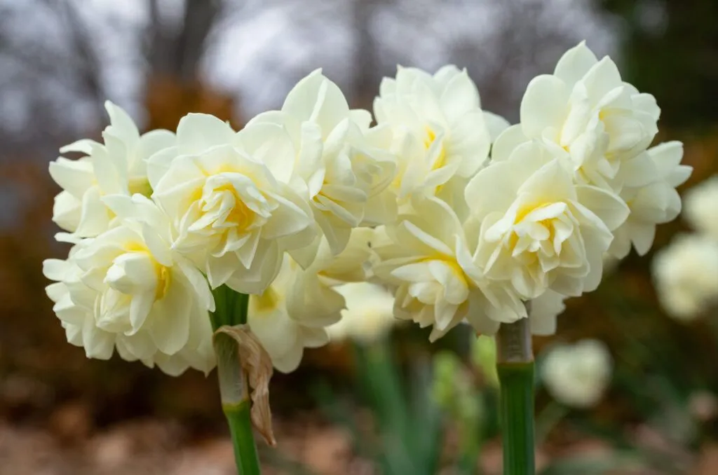 Erlicheer Daffodils growing together