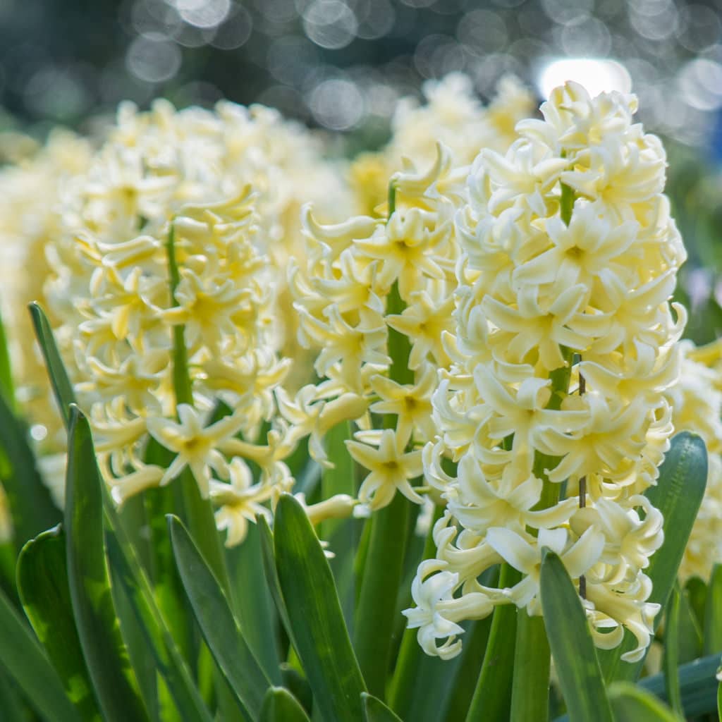 Hyacinth City of Haarlem growing