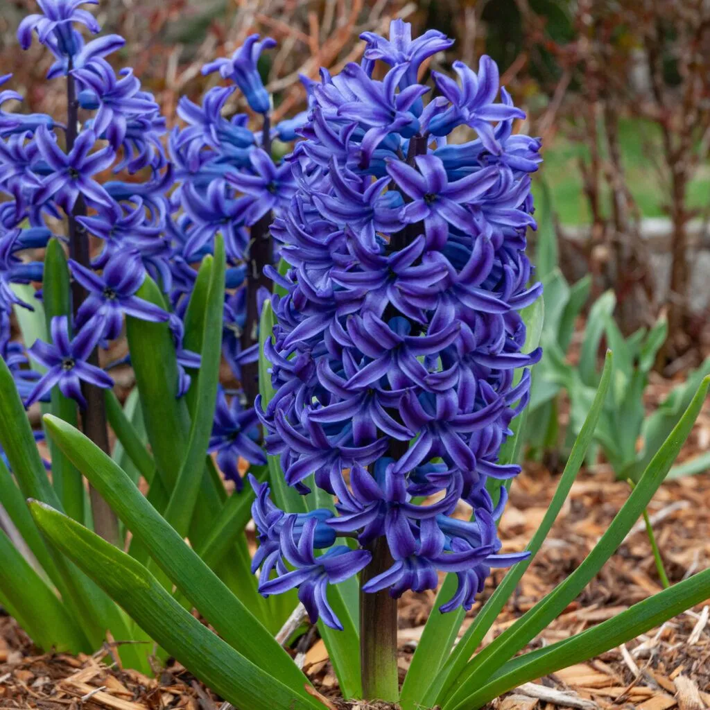Hyacinth Blue Jacket from Colorblends