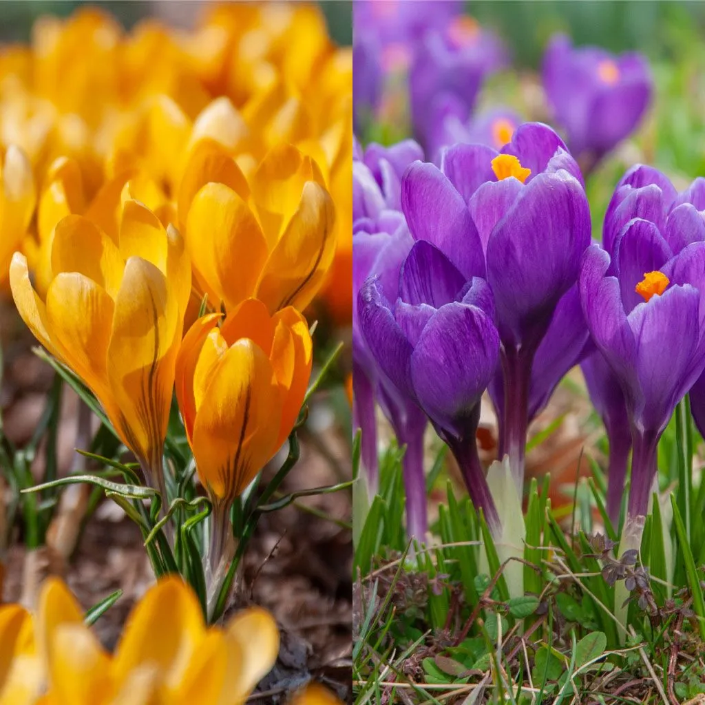 Crocreation Crocus from Colorblends