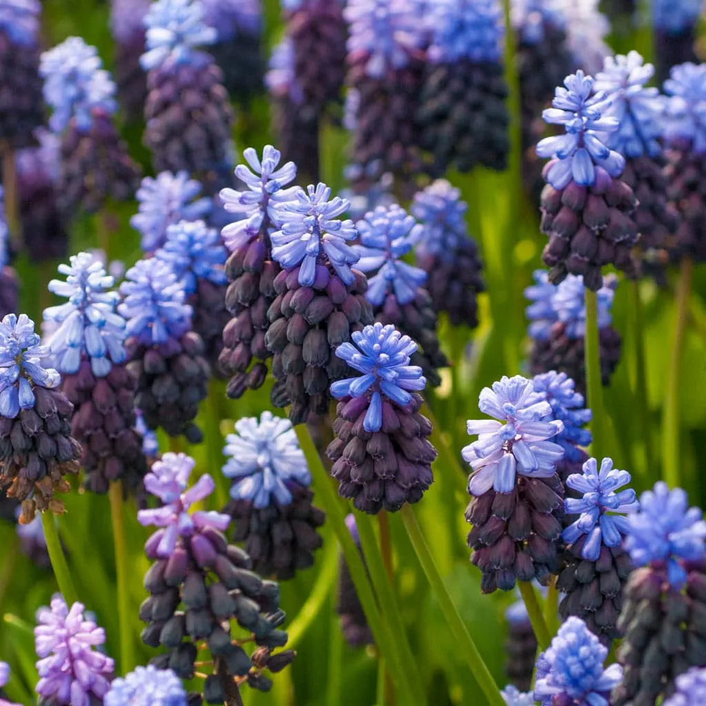 Muscari Latifolium from Colorblends