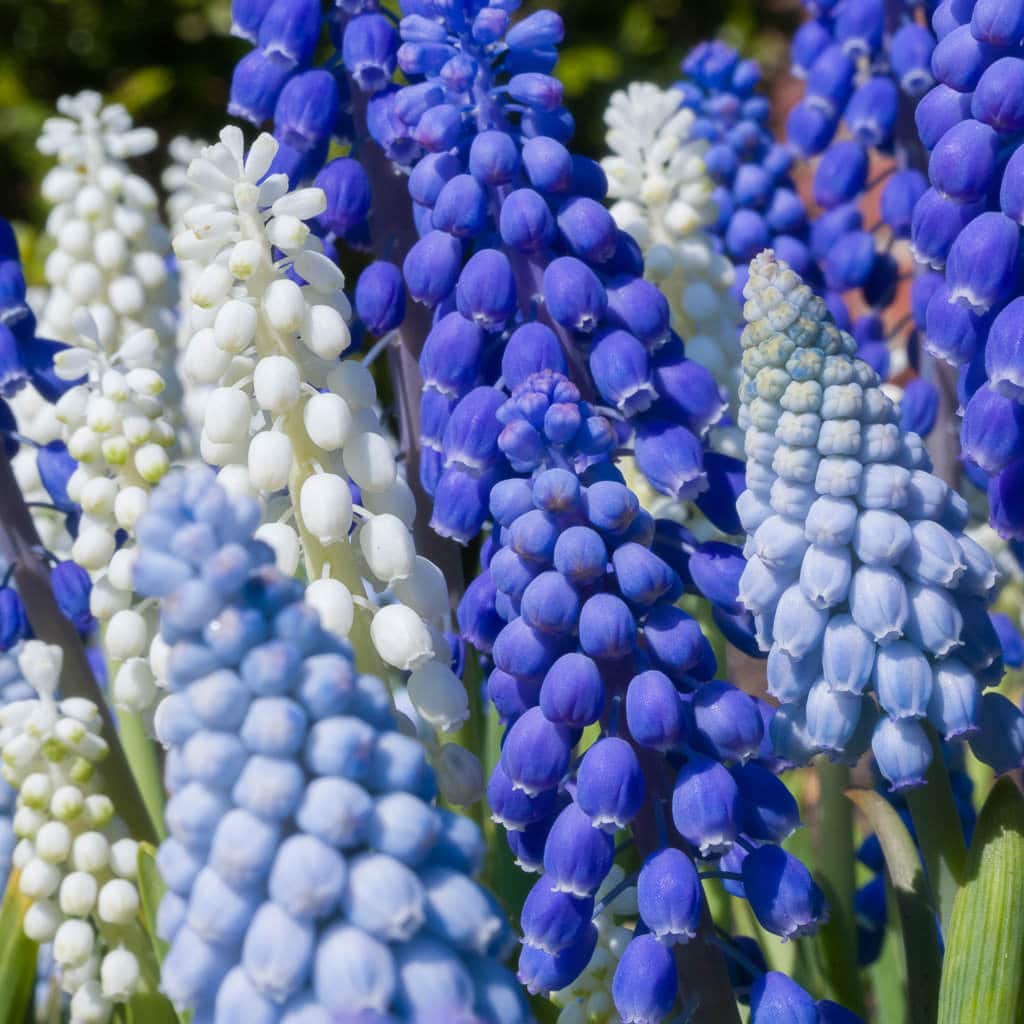 Cobalt Sea Muscari from Colorblends