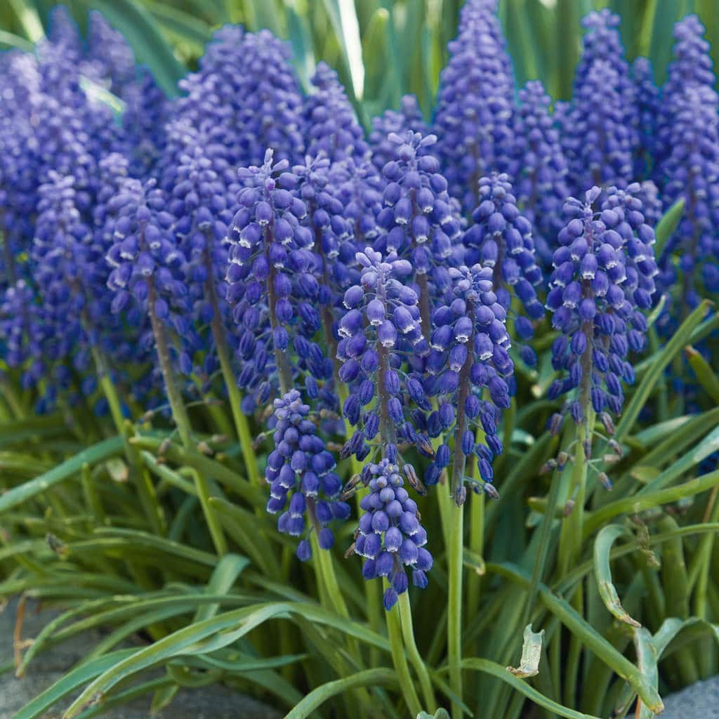Grape Hyacinth from Colorblends