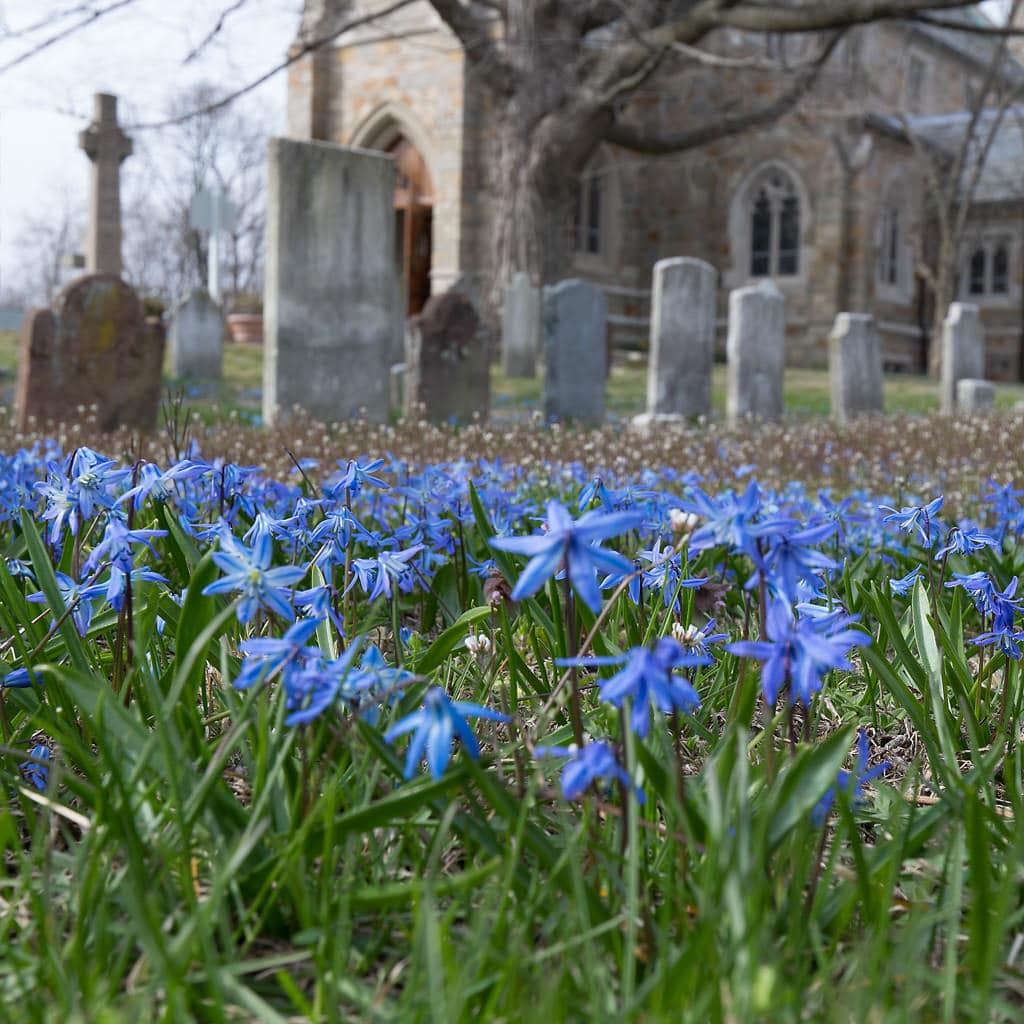 Blue Squill from Colorblends