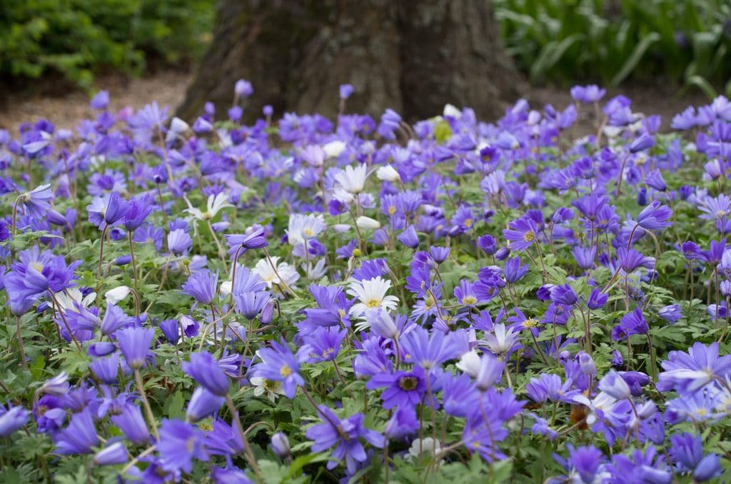 Windflowers in garden