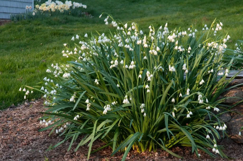 Snowflake in garden